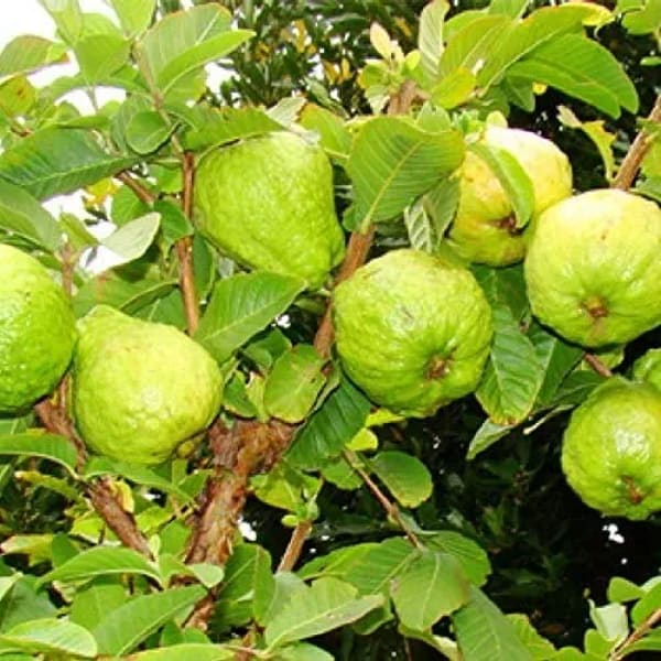 Thai Kg Guava Plant | Dwarf and Hybrid Plants