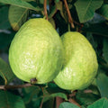 Thai Kg Guava Plant | Dwarf and Hybrid Plants