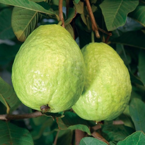 Thai Kg Guava Plant | Dwarf and Hybrid Plants