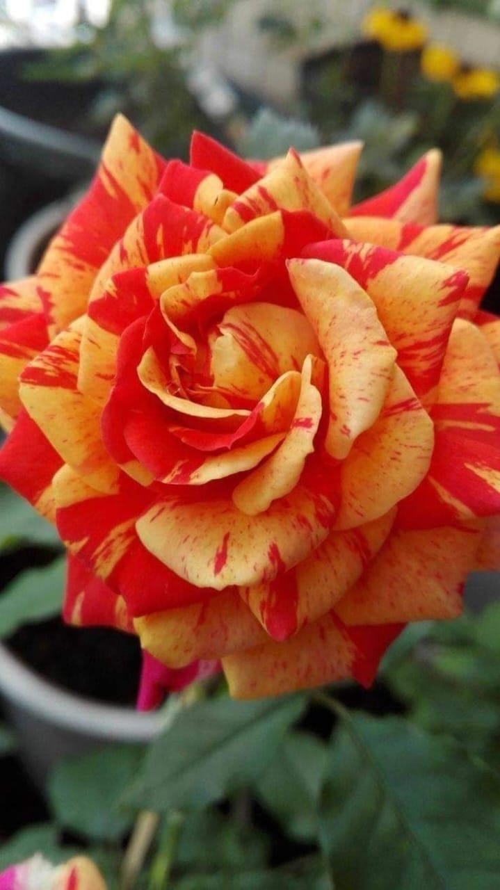 Hybrid Rose Flower Plant | Dwarf and Hybrid Plants