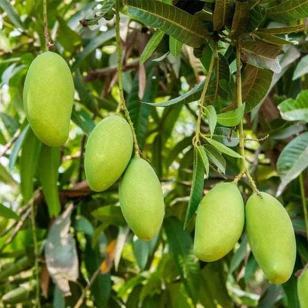 Kancha-Mitha Mango Plant | Dwarf and Hybrid Plants