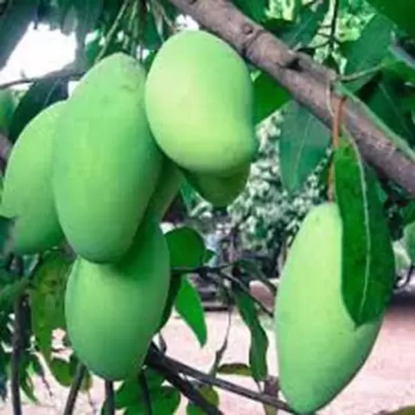 Kancha-Mitha Mango Plant | Dwarf and Hybrid Plants
