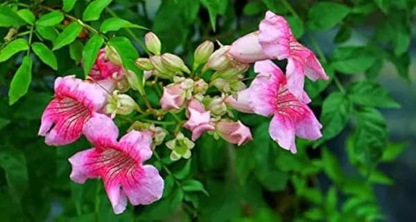TECOMA CLIMBER PINK