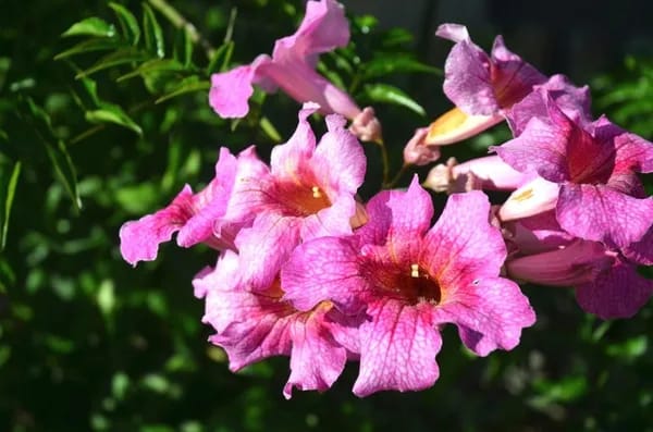 TECOMA CLIMBER PINK