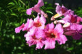 TECOMA CLIMBER PINK