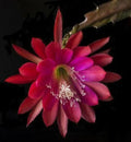 BRAMHA KAMAL RED