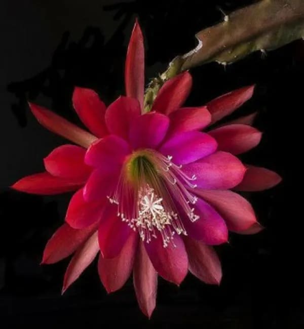 BRAMHA KAMAL RED