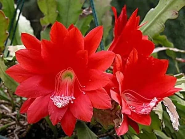 BRAMHA KAMAL RED