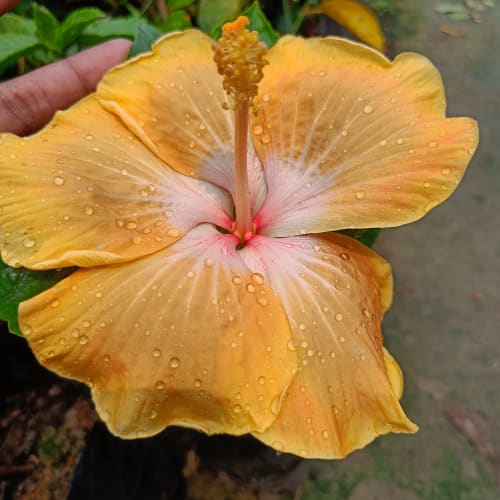 Hybrid Hibiscus Flower Plant | Dwarf and Hybrid Plants