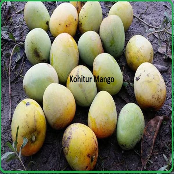 Kohitur Mango Plant | Dwarf and Hybrid Plants