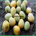 Kohitur Mango Plant | Dwarf and Hybrid Plants