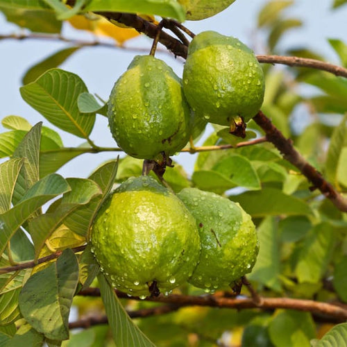 Allahabad Guava Plant | Dwarf and Hybrid Plants