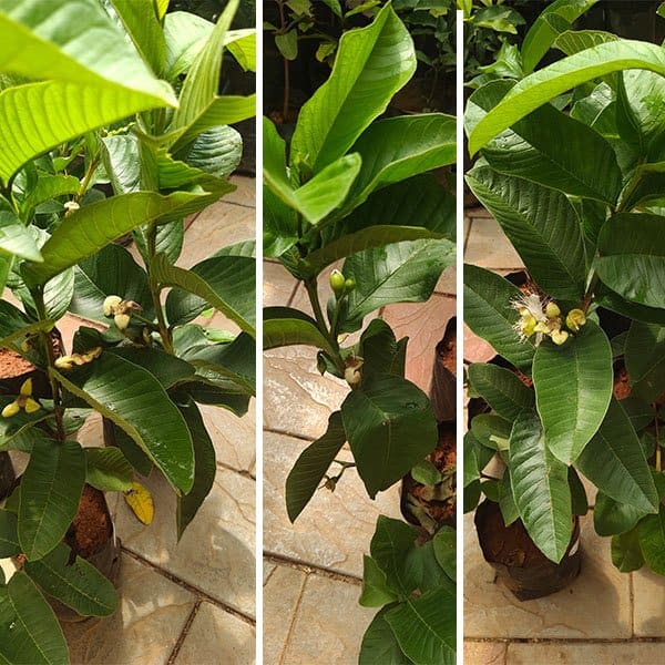 Allahabad Guava Plant | Dwarf and Hybrid Plants