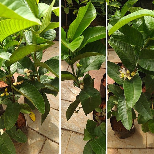 Allahabad Guava Plant | Dwarf and Hybrid Plants