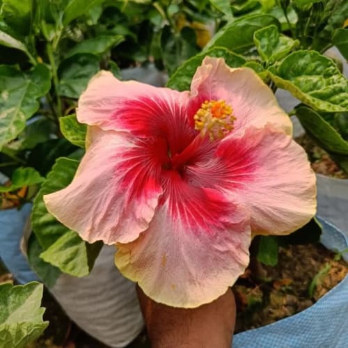 Hybrid Hibiscus Flower Plant | Dwarf and Hybrid Plants