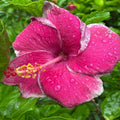 Hybrid Hibiscus Flower Plant | Dwarf and Hybrid Plants