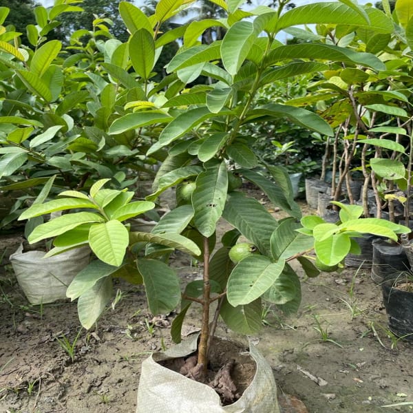 Thai All Time L40 Guava Plant| Dwarf and Hybrid Plants