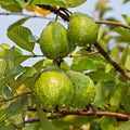 Thai All Time L40 Guava Plant| Dwarf and Hybrid Plants