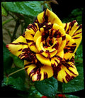 Hybrid Rose Flower Plant| Dwarf and Hybrid Plants