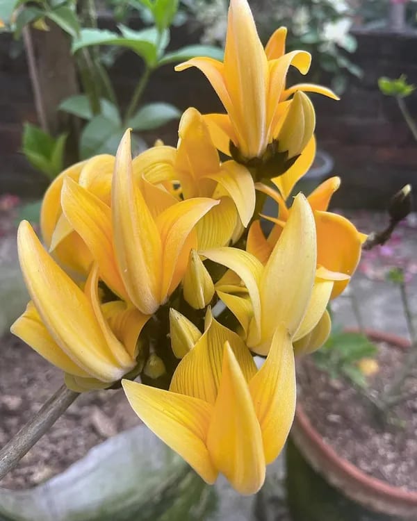 YELLOW PALASH