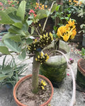 YELLOW PALASH