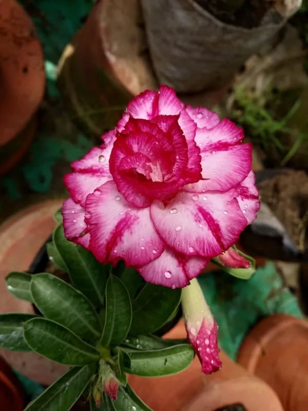 HYBRID ADENIUM