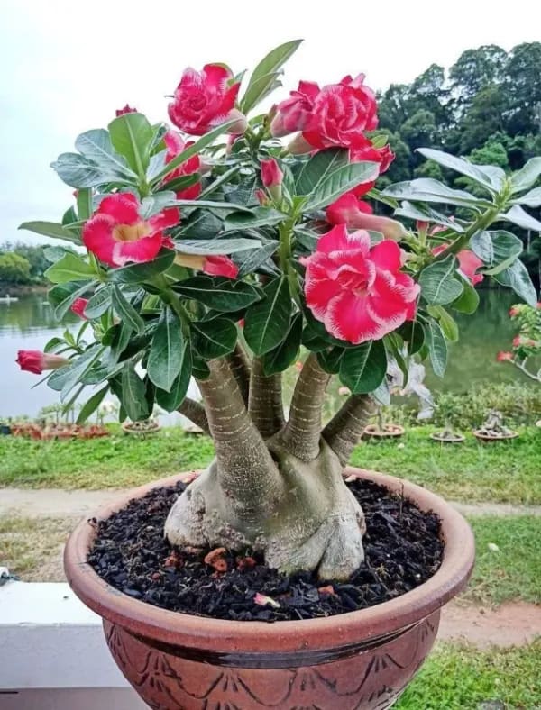 HYBRID ADENIUM