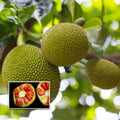 Siddu Jackfruit Plant | Dwarf and Hybrid Plants