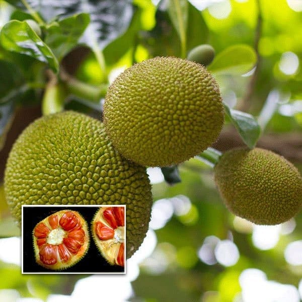 Siddu Jackfruit Plant | Dwarf and Hybrid Plants