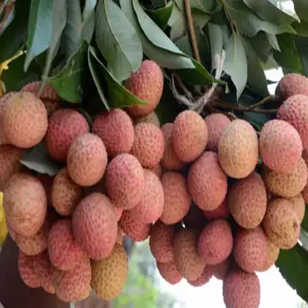 Muzaffarpur Shahi Litchi Plant| Dwarf and Hybrid Plants