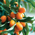 Sweet Lemon Plant | Dwarf and Hybrid Plants