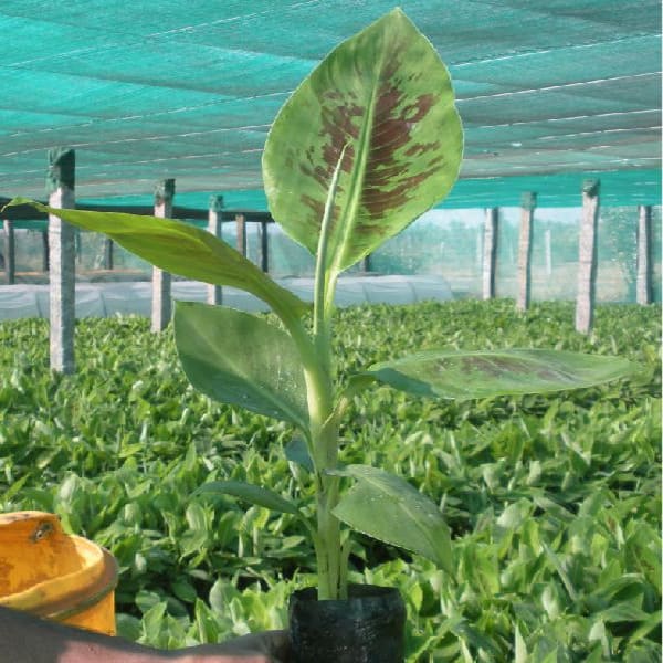 Tissue Culture G9 Banana Plant| Dwarf and Hybrid Plants