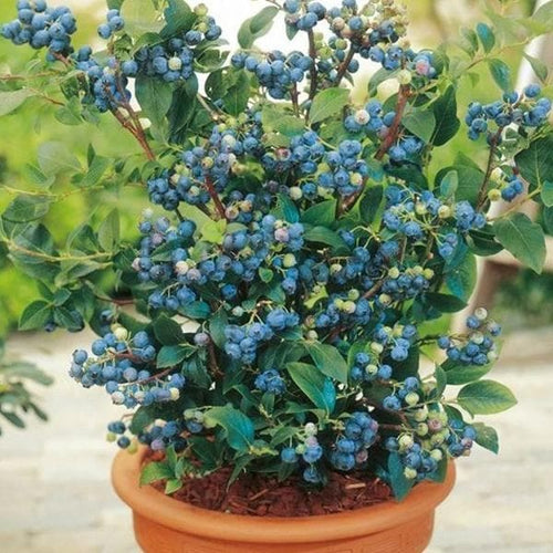 Blueberry Fruit Plant | Dwarf and Hybrid Plants