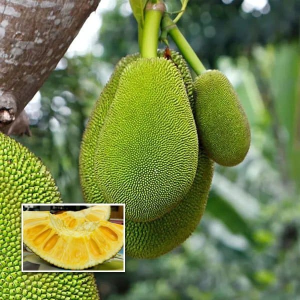 Seedless Jackfruit Plant