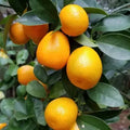 Kamkot Kamla Orange Plant | Dwarf and Hybrid Plants