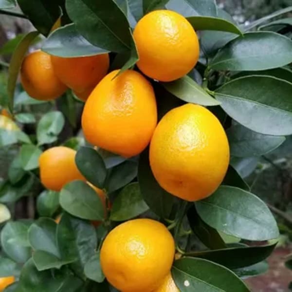 Kamkot Kamla Orange Plant | Dwarf and Hybrid Plants
