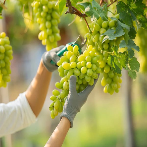 Green Grapes Plant Thai Verity Seedless| Dwarf and Hybrid Plants