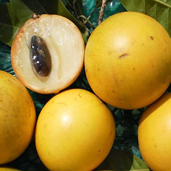 Gaint Abiu Fruit Plant Hybrid | Dwarf and Hybrid Plants