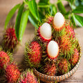 Rambutan Fruit Plant| Dwarf and Hybrid Plants