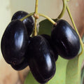 Black Java Pulm Plant | Dwarf and Hybrid Plants