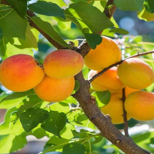 Apricot Fruit Plant| Dwarf and Hybrid Plants