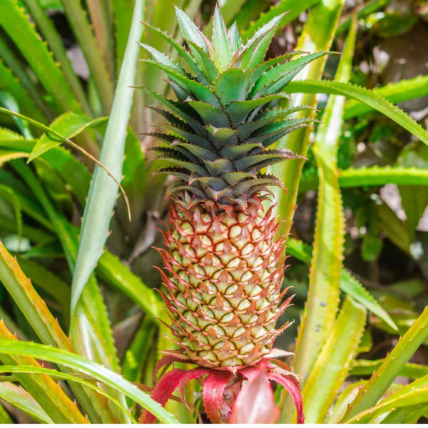 Red Pineapple Fruit Plant | Dwarf and Hybrid Plants
