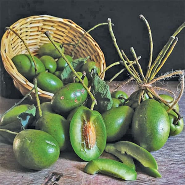 Indian Verity Olive Plant | Dwarf and Hybrid Plants