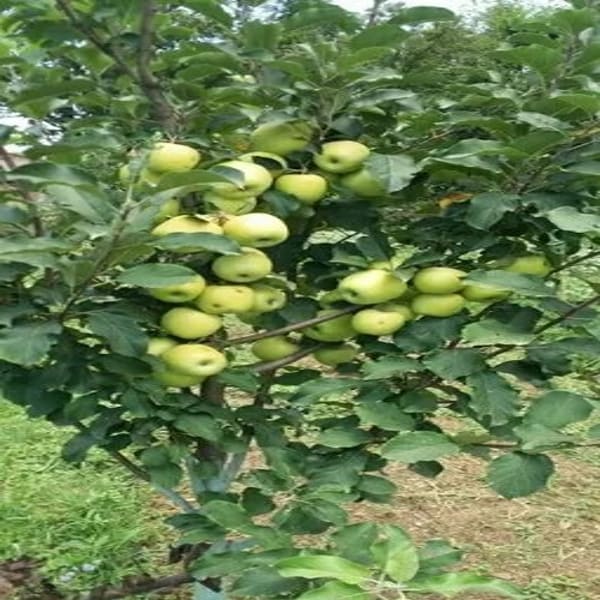 Golden Dorsett Grafting Apple Plant | Dwarf and Hybrid Plants