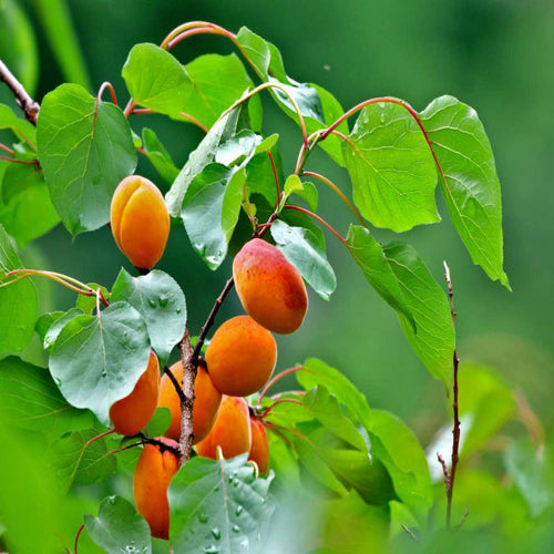 Apricot Fruit Plant| Dwarf and Hybrid Plants