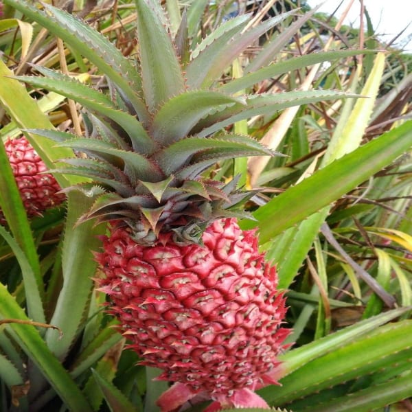 Red Pineapple Fruit Plant | Dwarf and Hybrid Plants