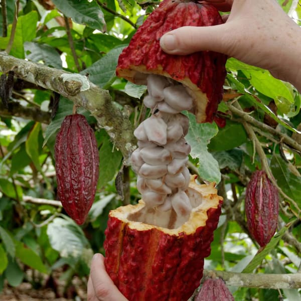 Coco Fruit Plant| Dwarf and Hybrid Plants