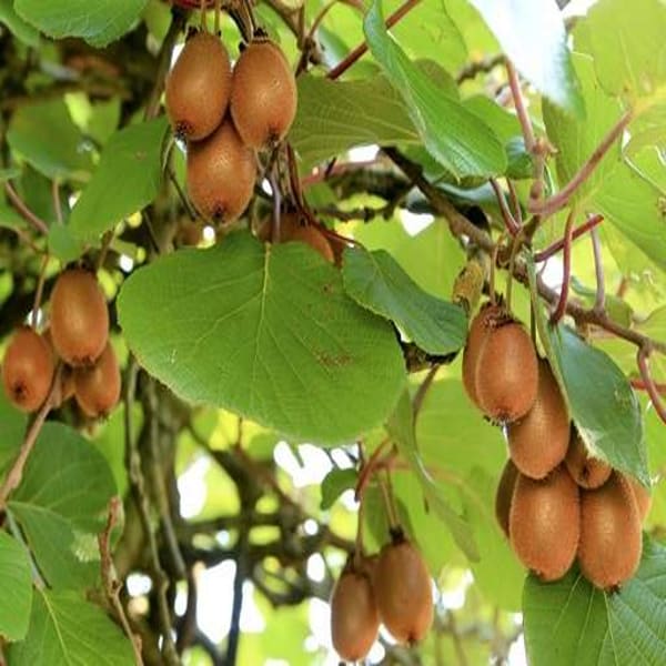 Grafted Kiwi Fruit Plant | Dwarf and Hybrid Plants