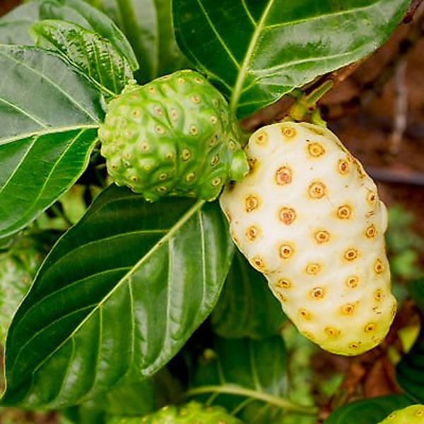 Noni Fruit Plant Hybrid | Dwarf and Hybrid Plants