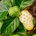 Noni Fruit Plant Hybrid | Dwarf and Hybrid Plants